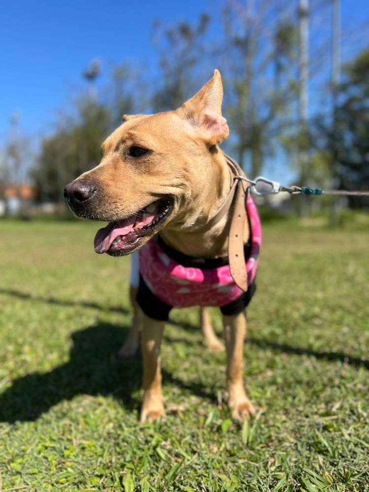 Cão