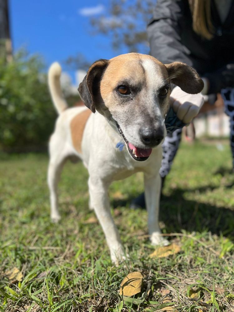 Cão