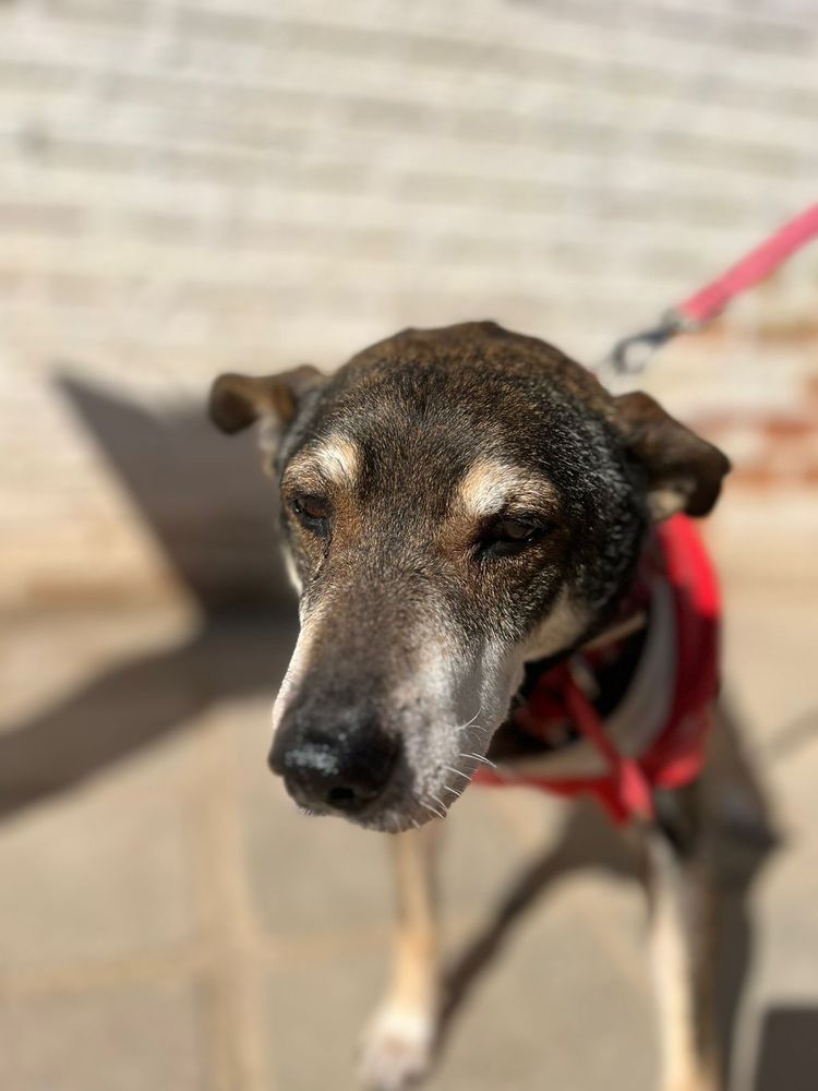 Cão