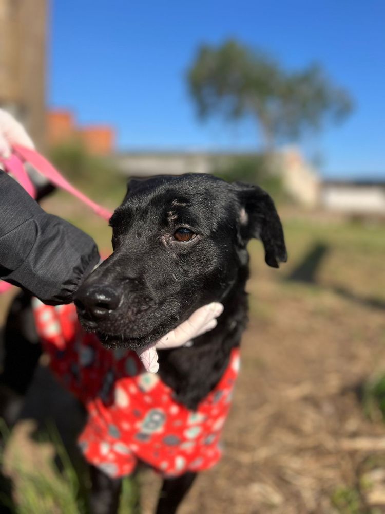 Cão