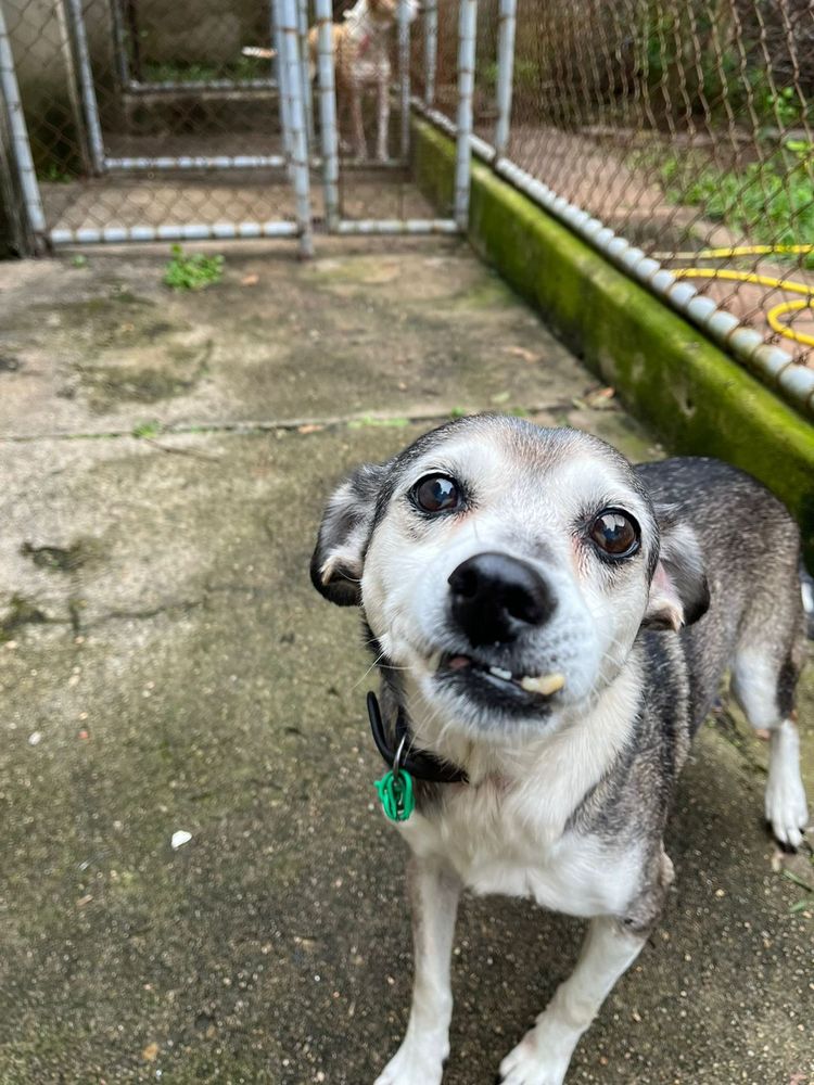 Cão