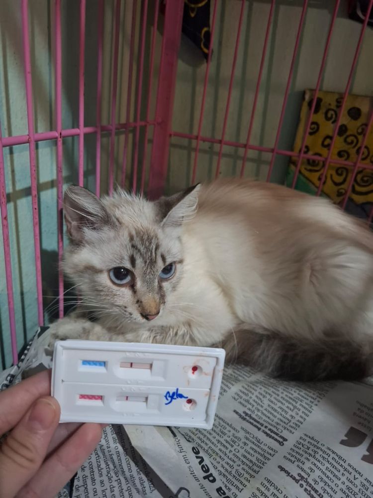 Gato