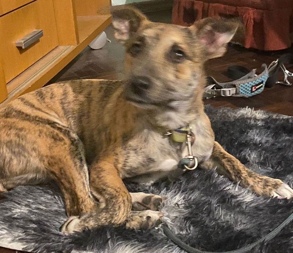 Cão