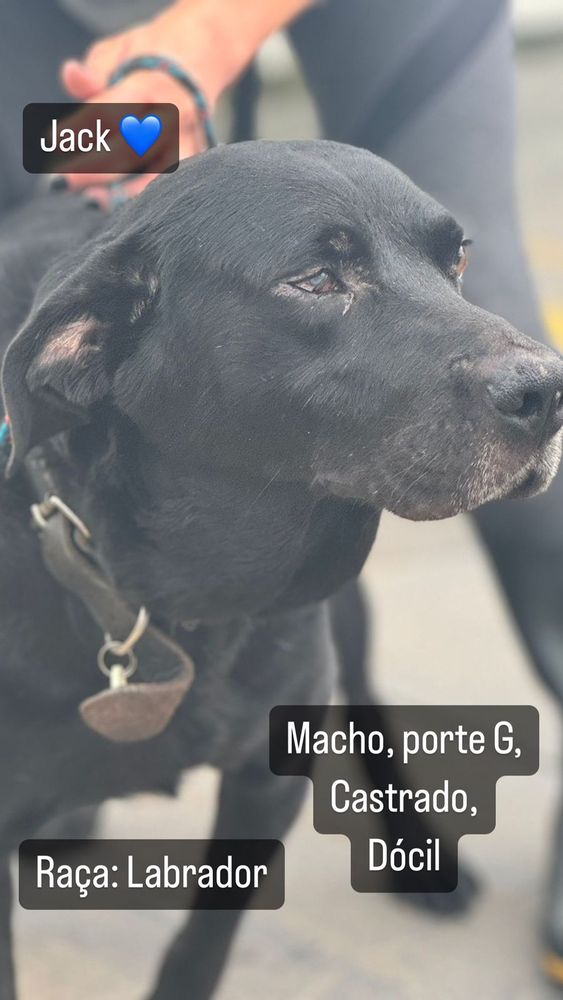 Cão