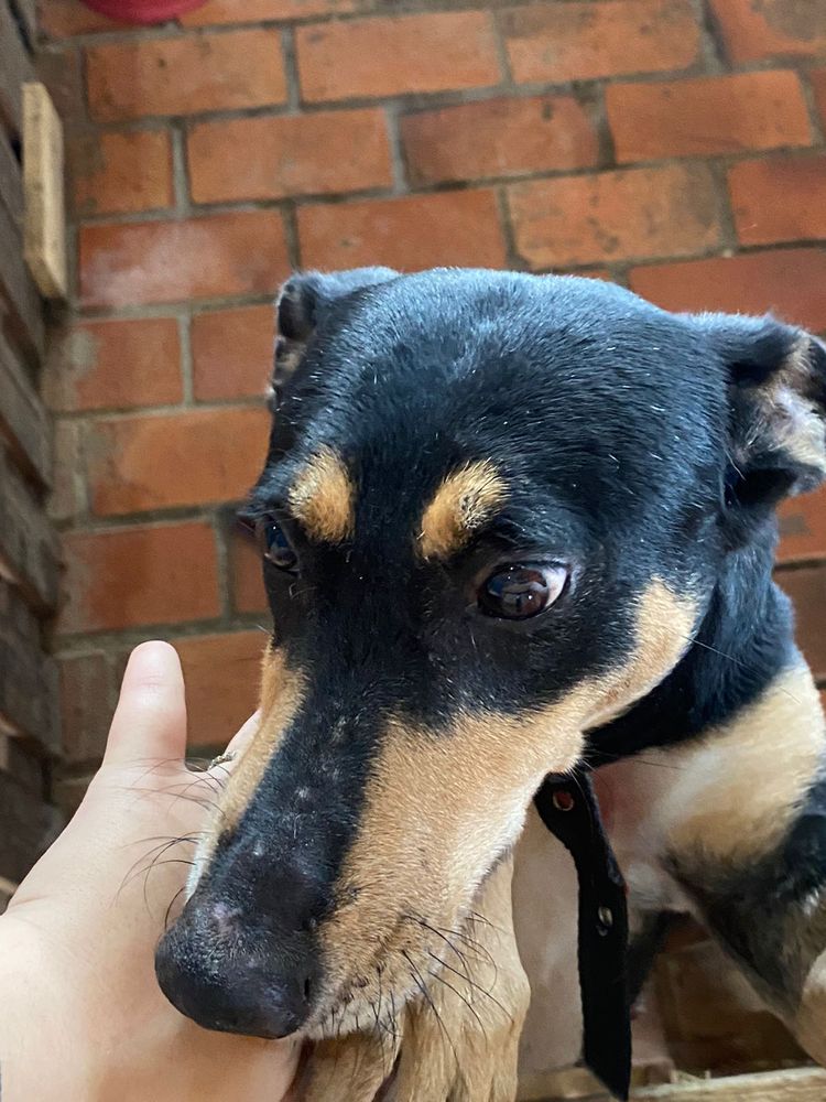 Cão