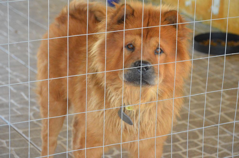 Cão