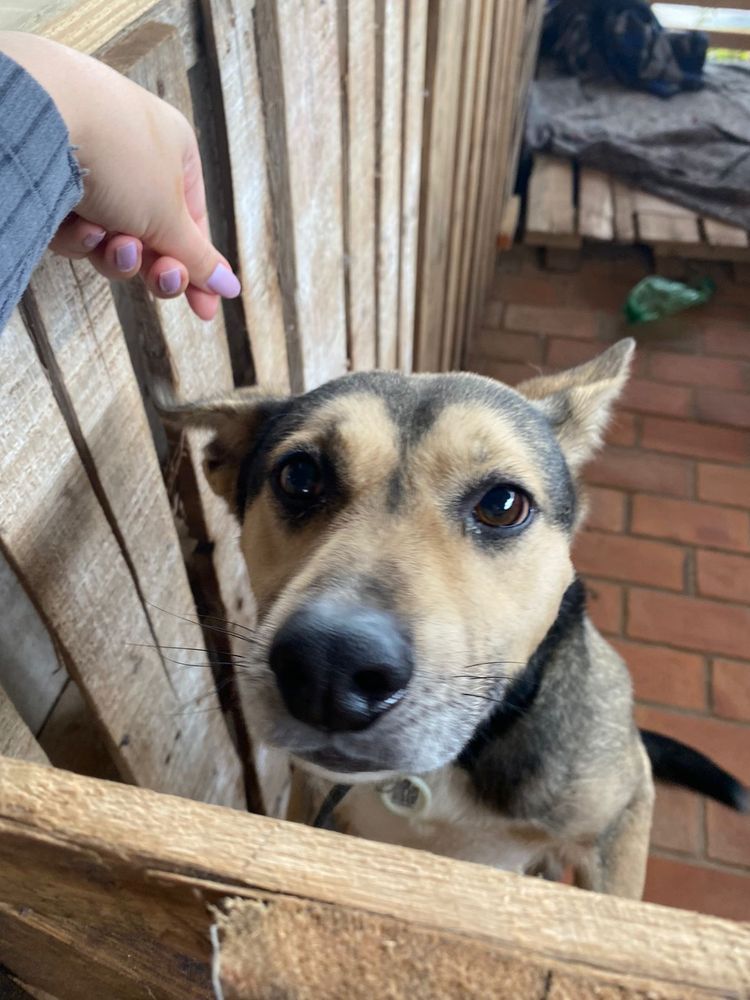 Cão