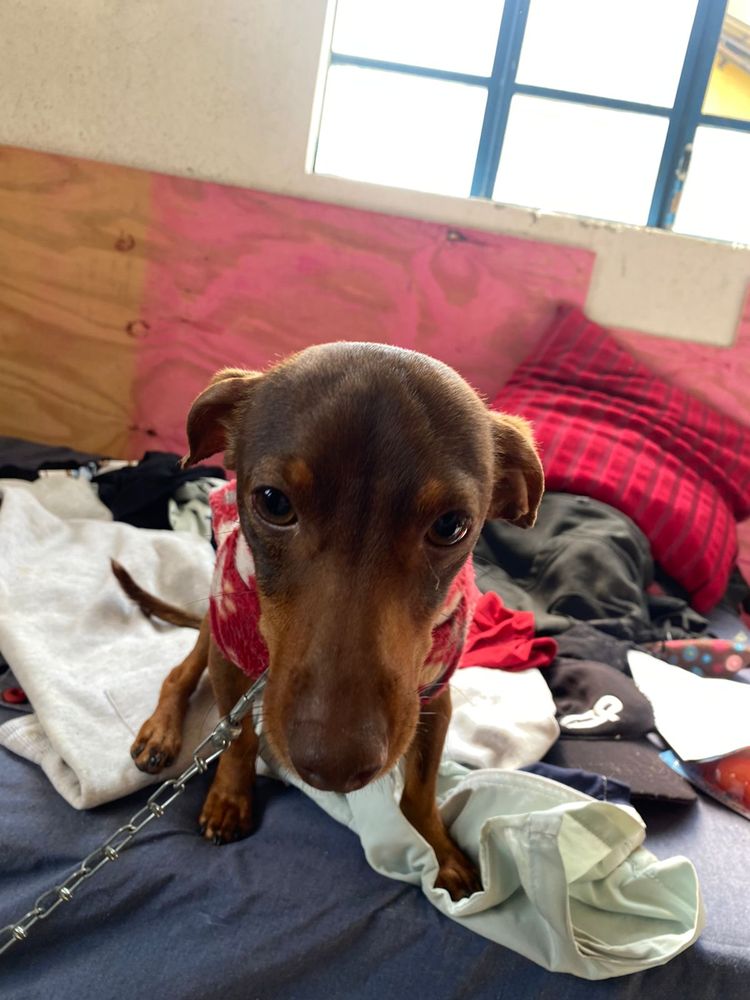 Cão