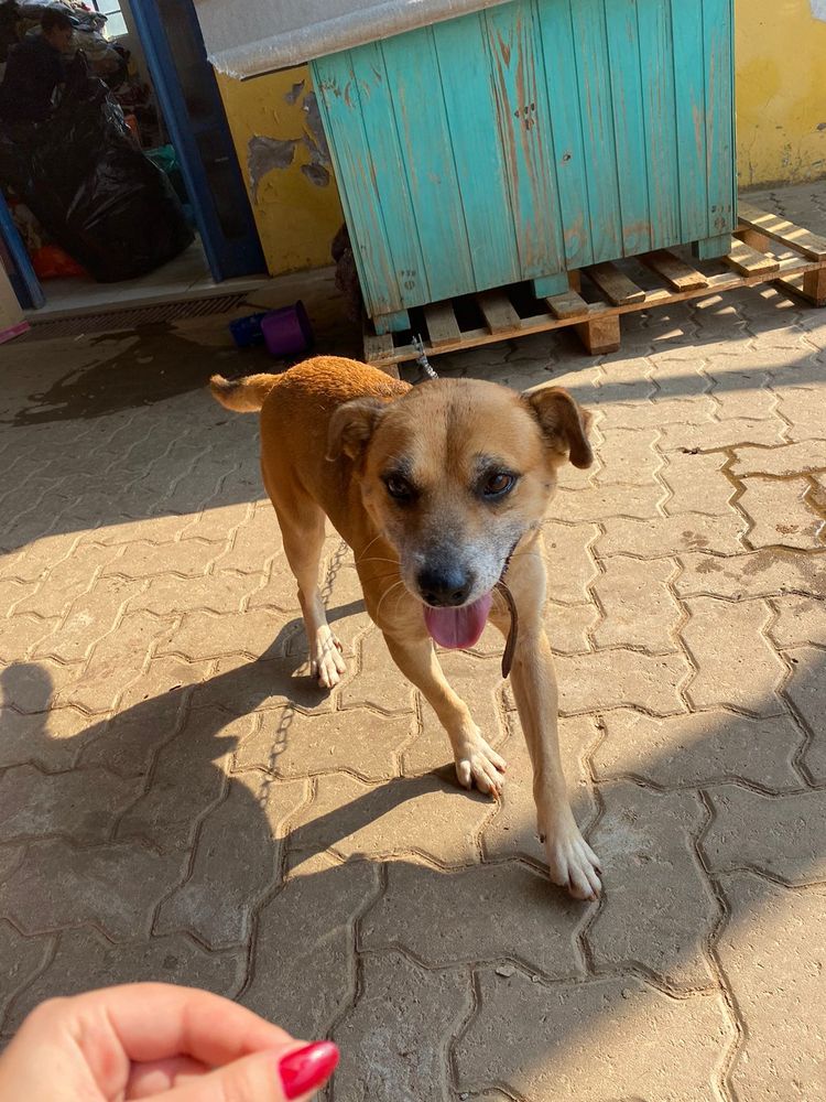 Cão