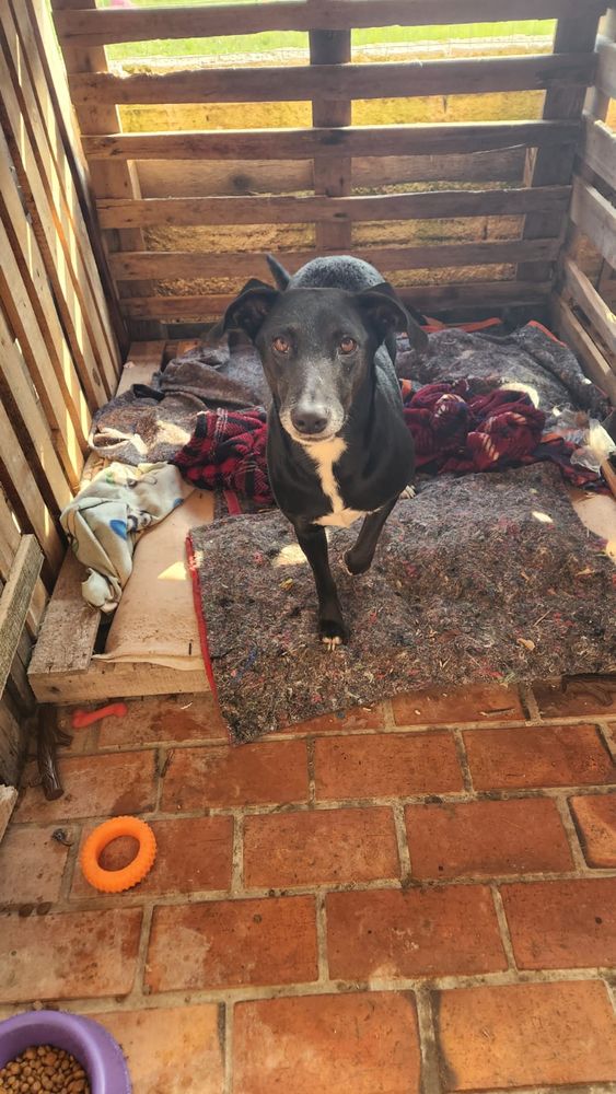 Cão