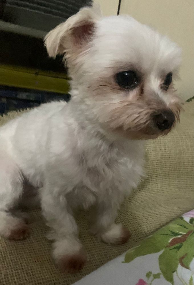 Luly