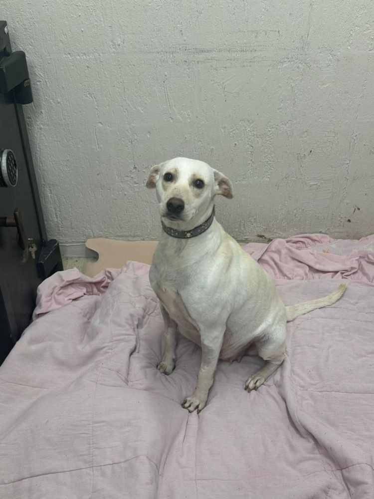 Cão