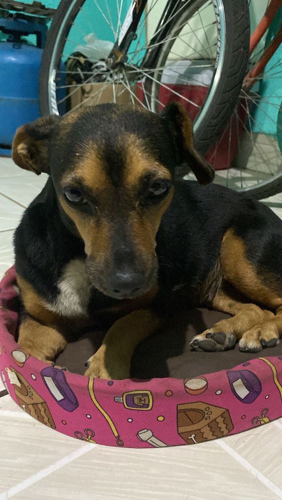 Lara