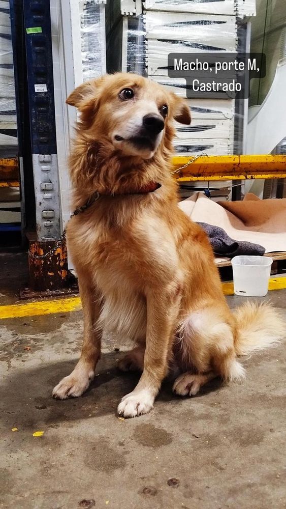 Cão