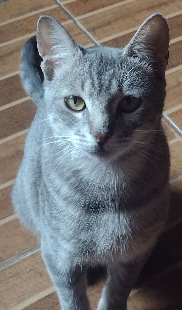 Levi (mimi)