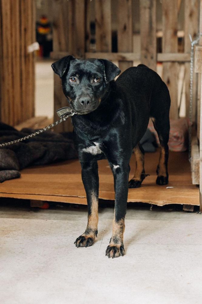 Cão