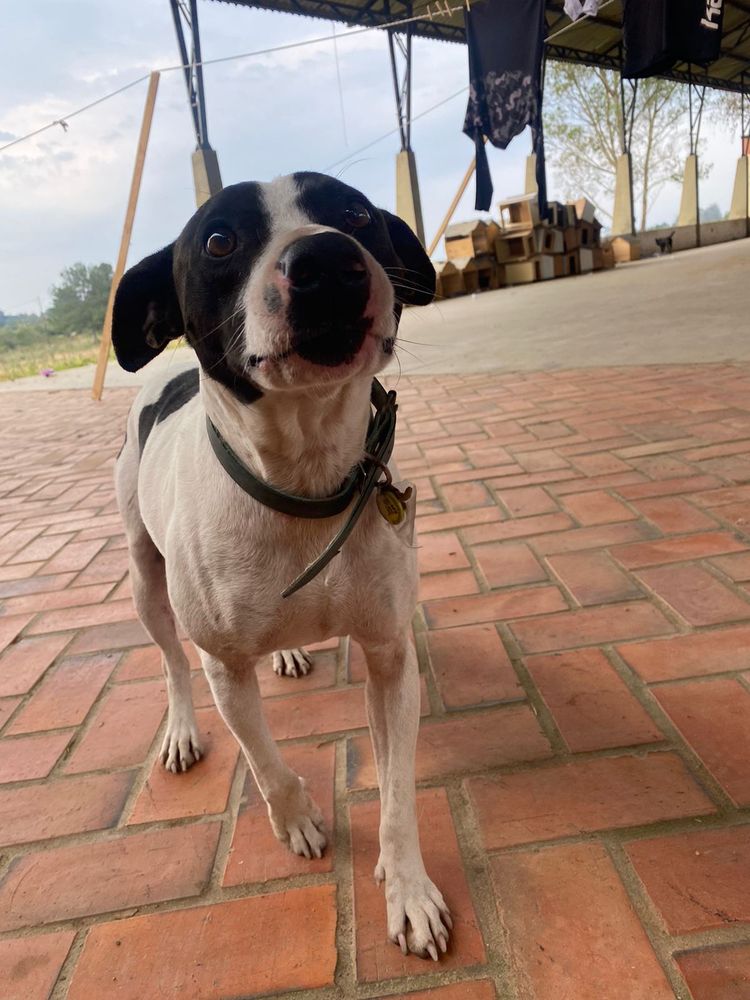 Cão