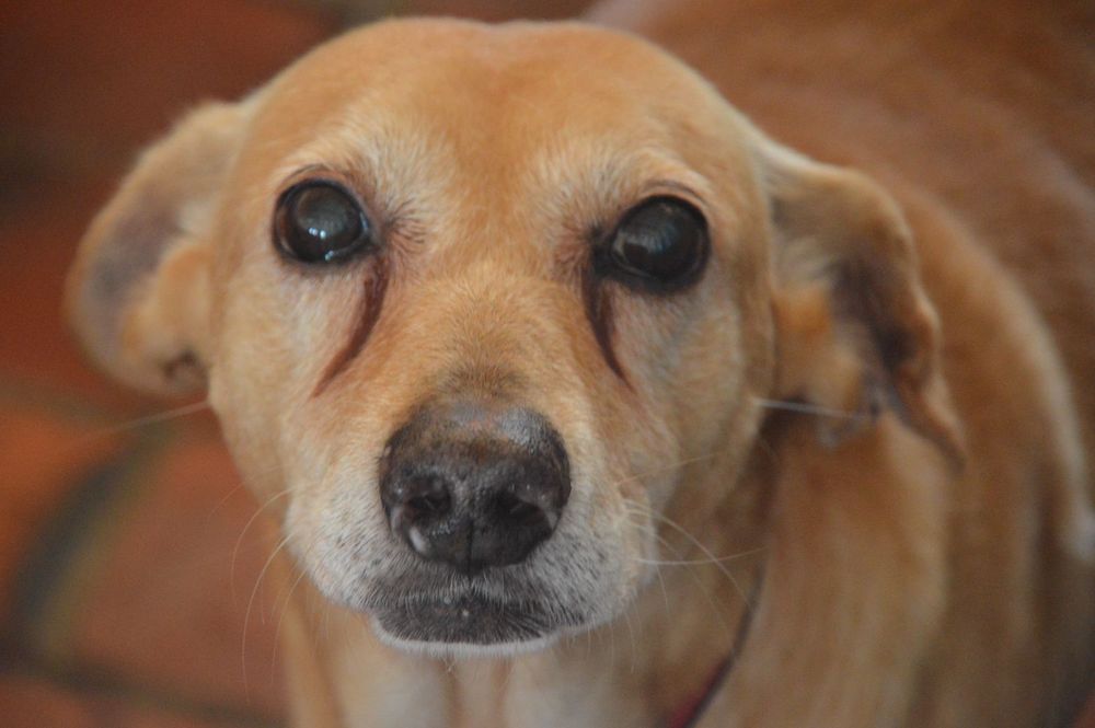 Cão