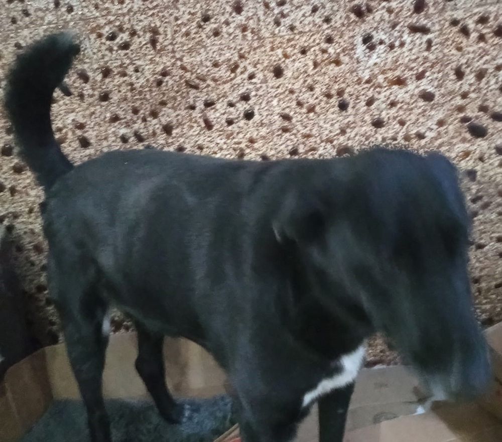 MARAJÓ