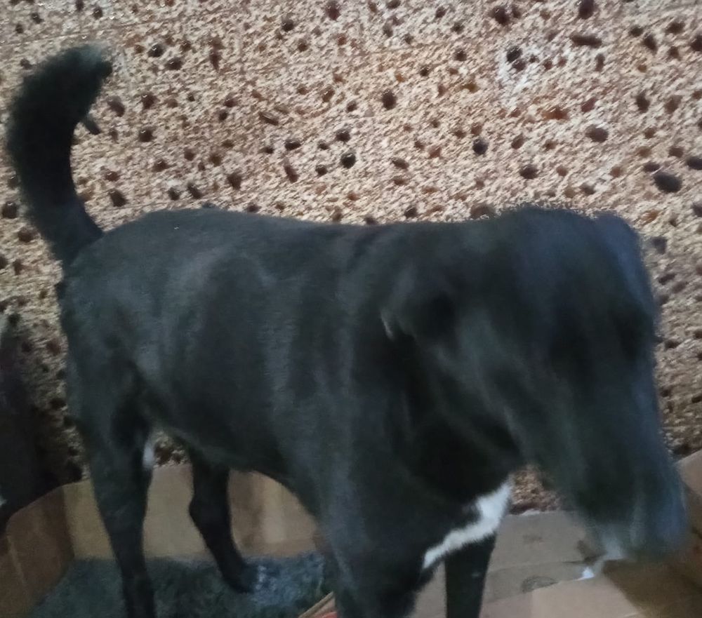 MARAJÓ