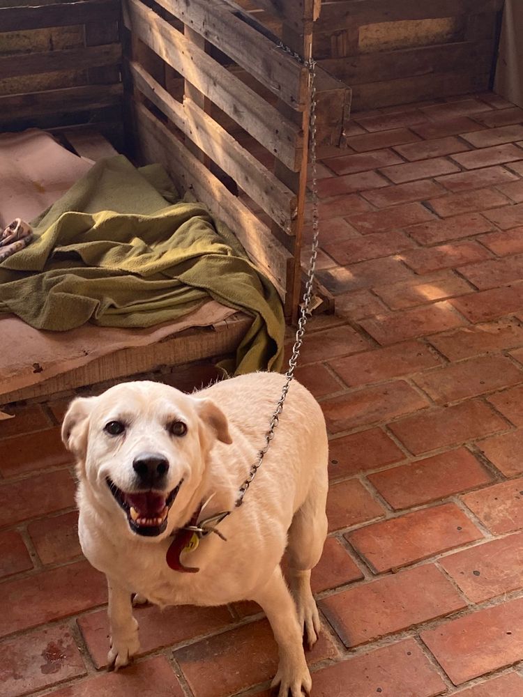 Cão