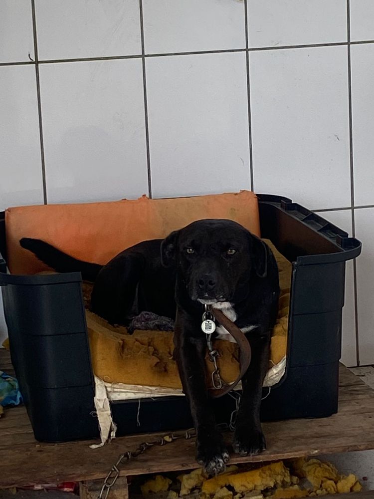 Cão