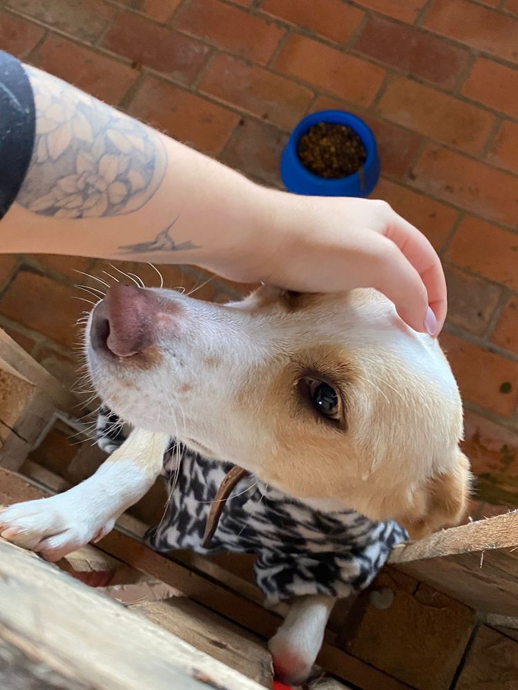 Cão