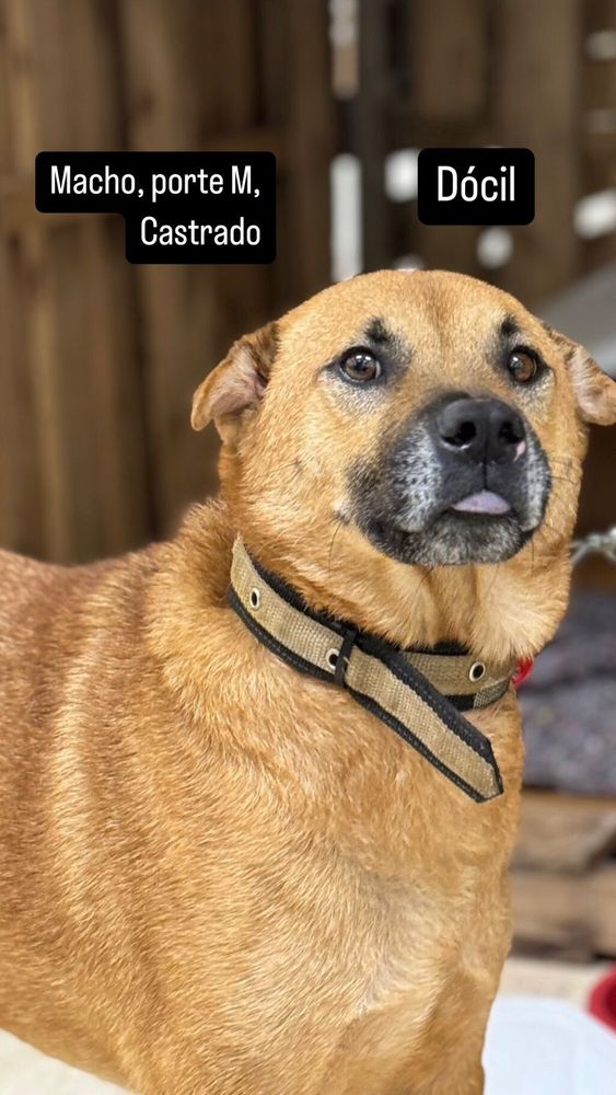 Cão
