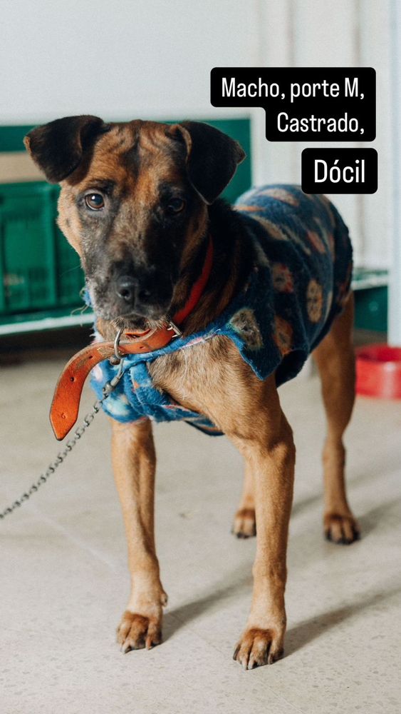 Cão