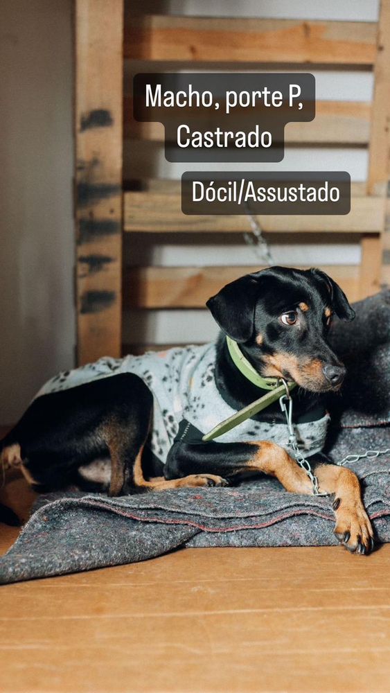 Cão