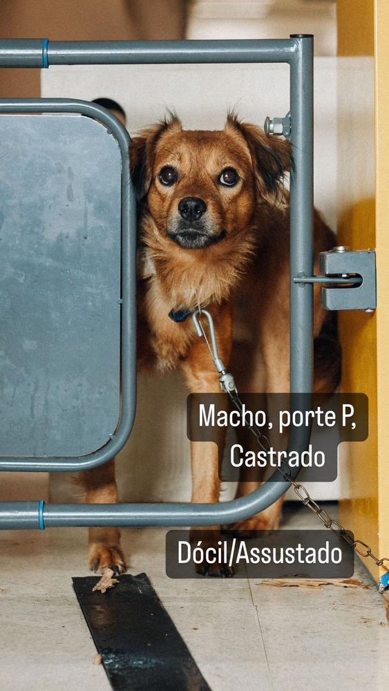 Cão