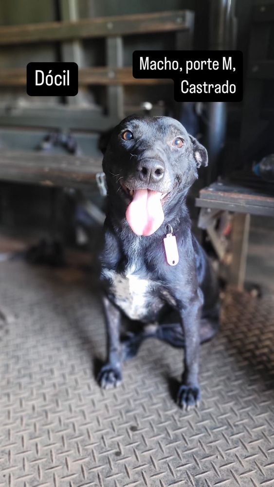 Cão