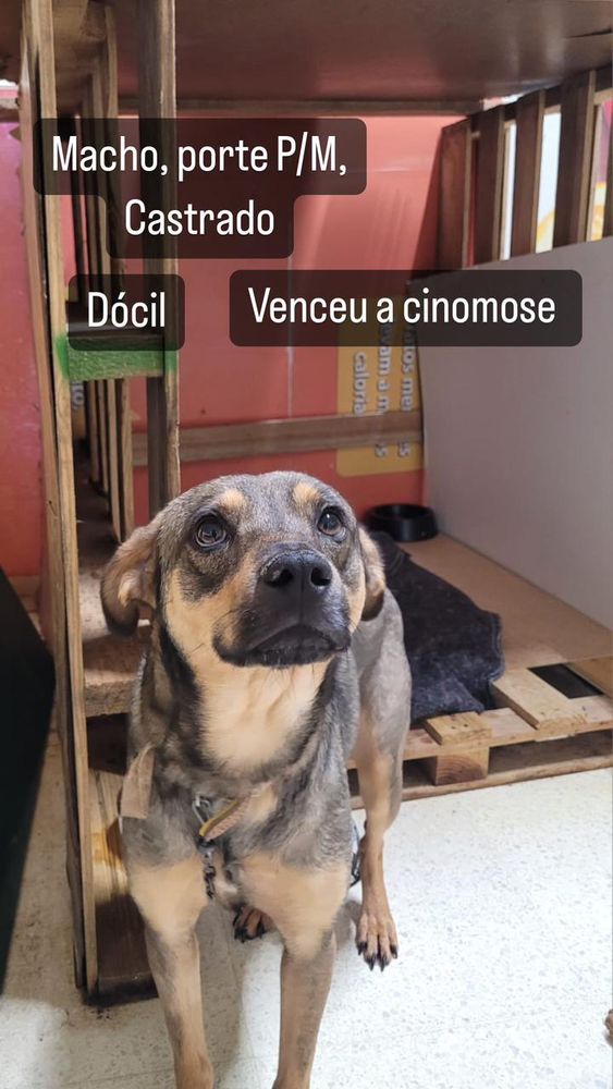 Cão