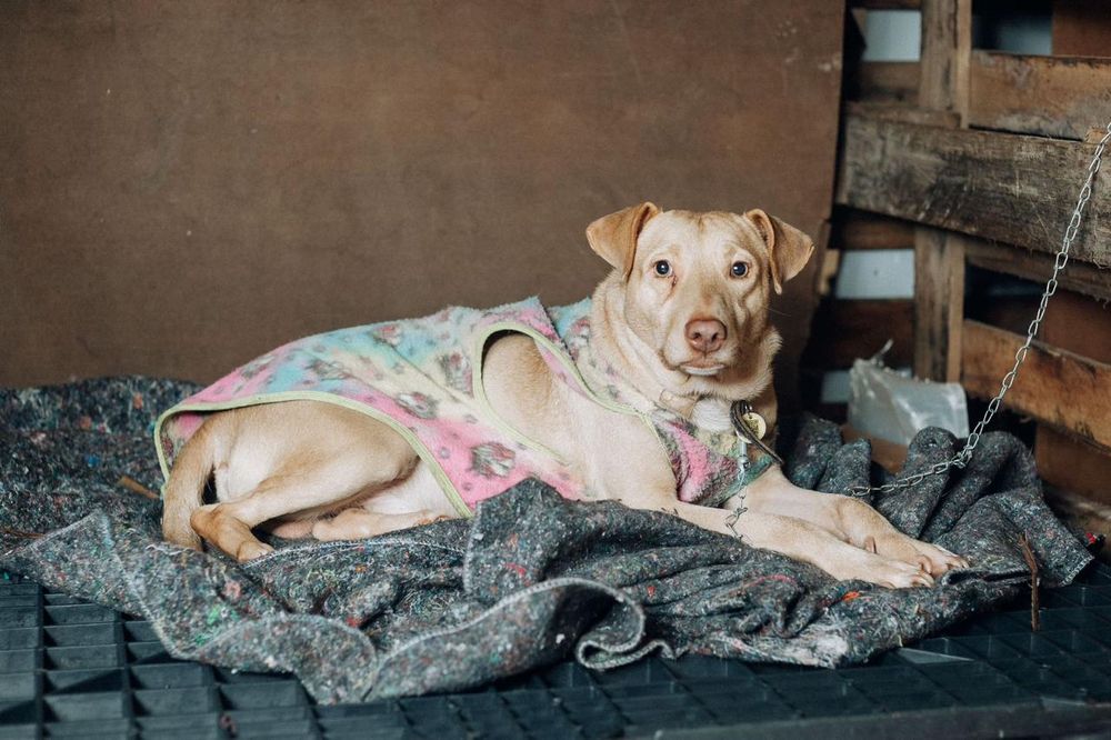 Cão