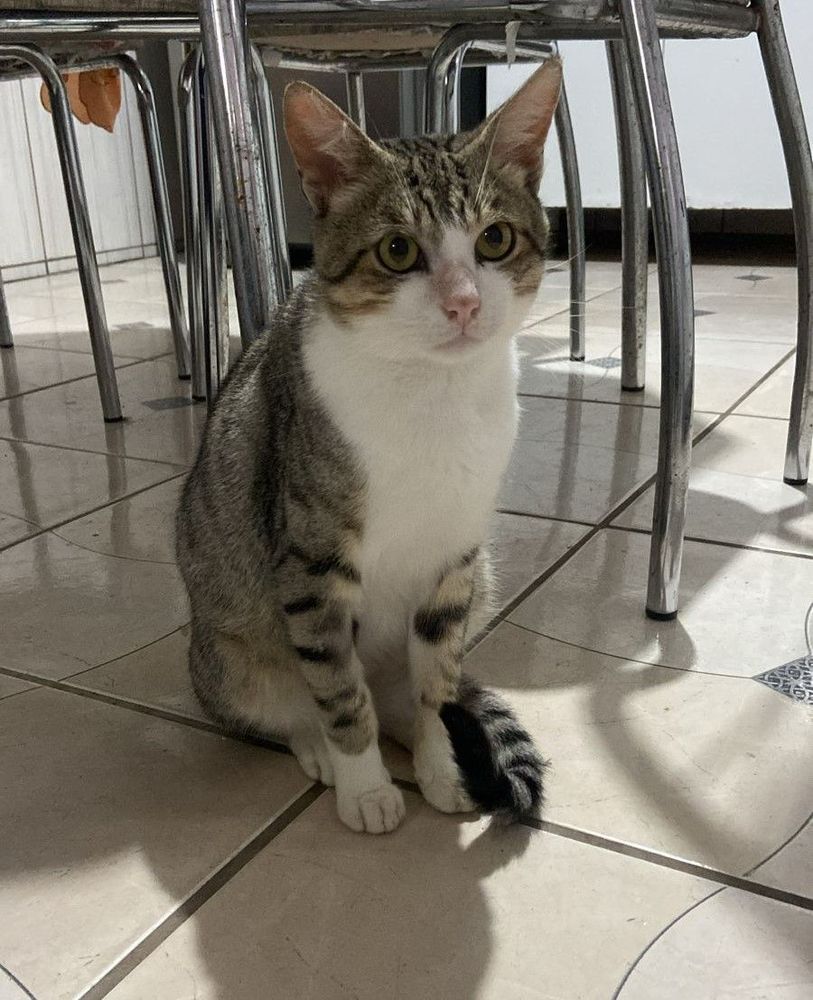 Gato