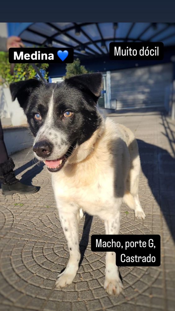 Cão