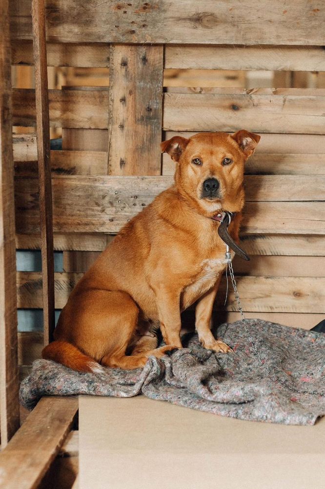 Cão