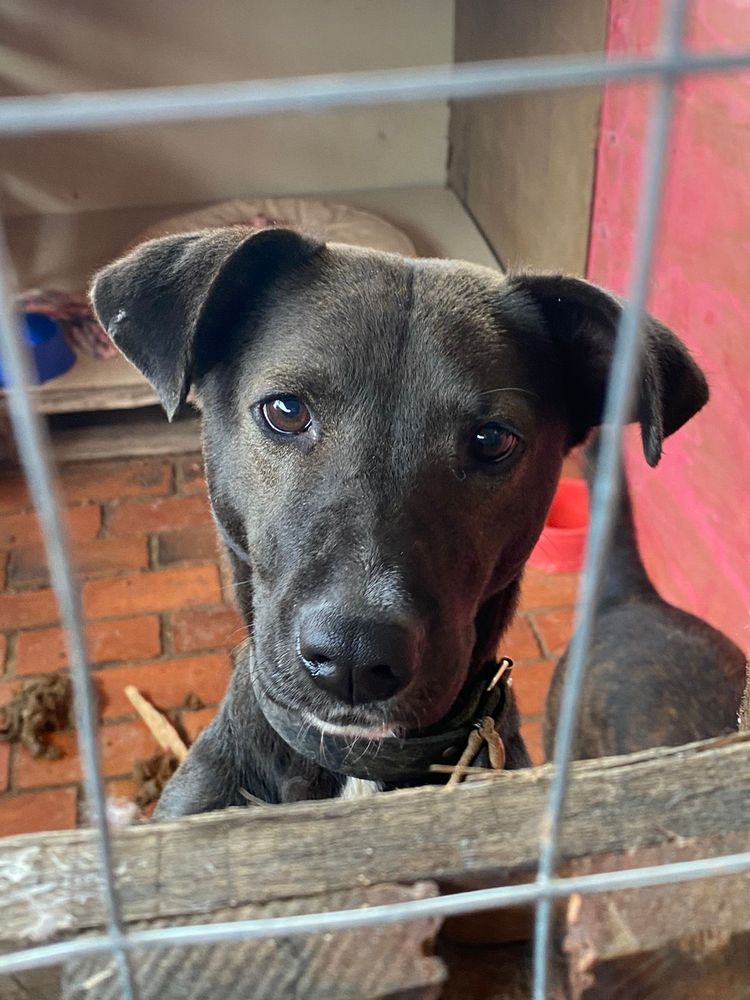 Cão