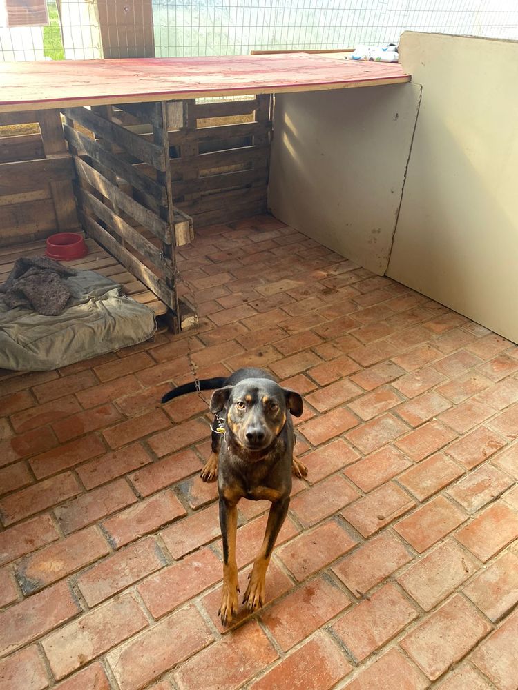 Cão