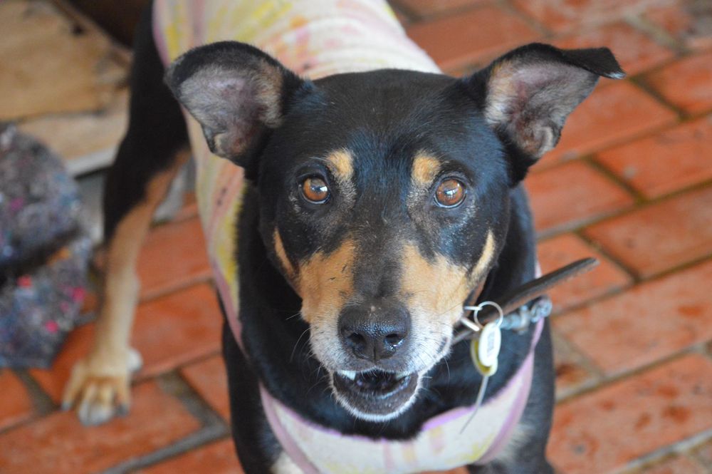 Cão