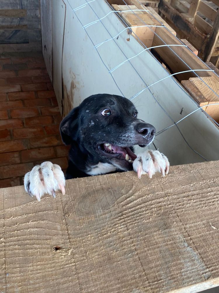Cão