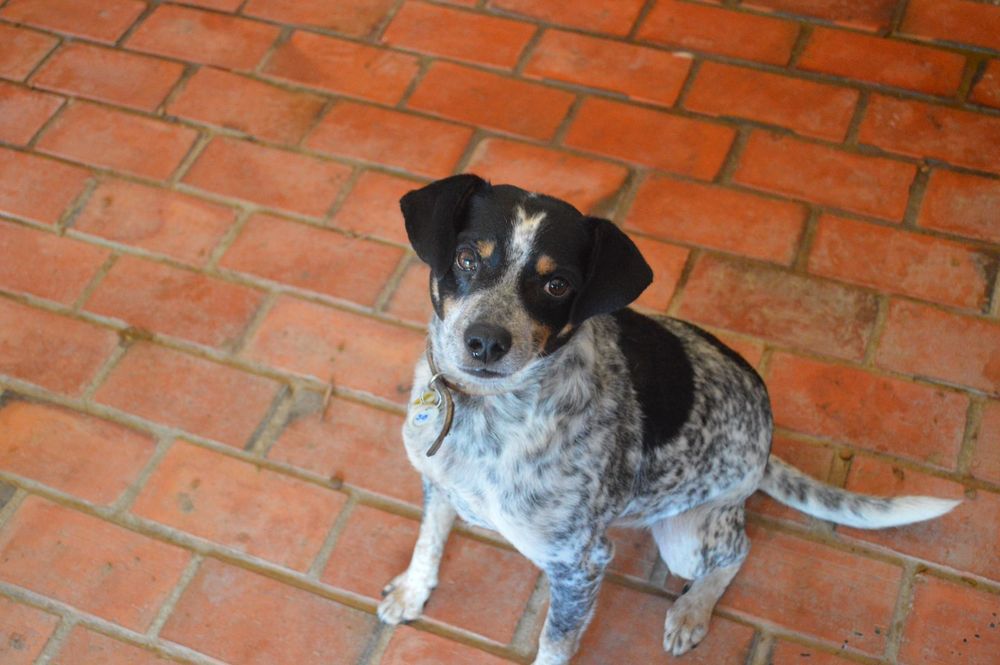 Cão