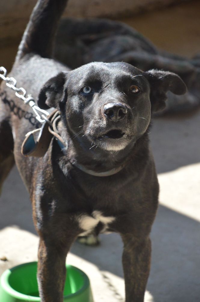 Cão
