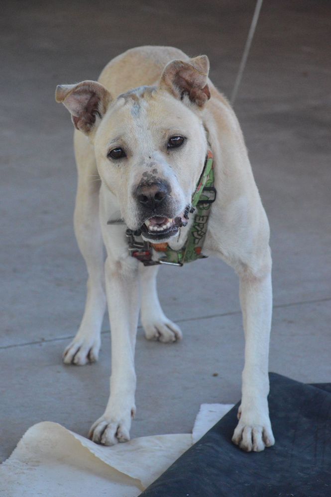 Cão