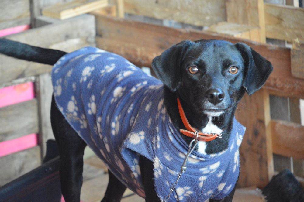 Cão