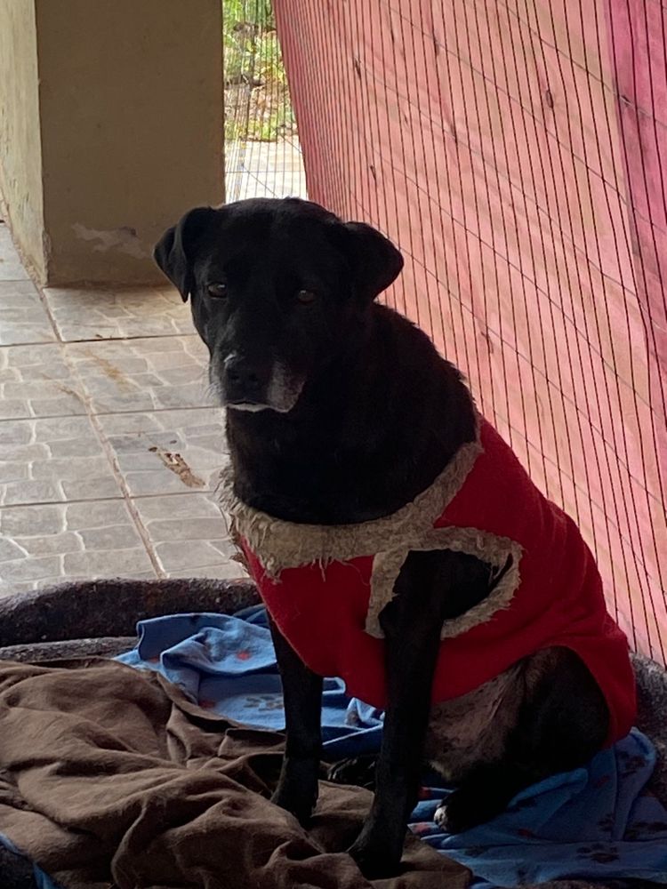 Cão