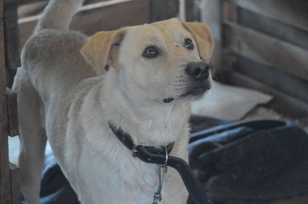 Cão
