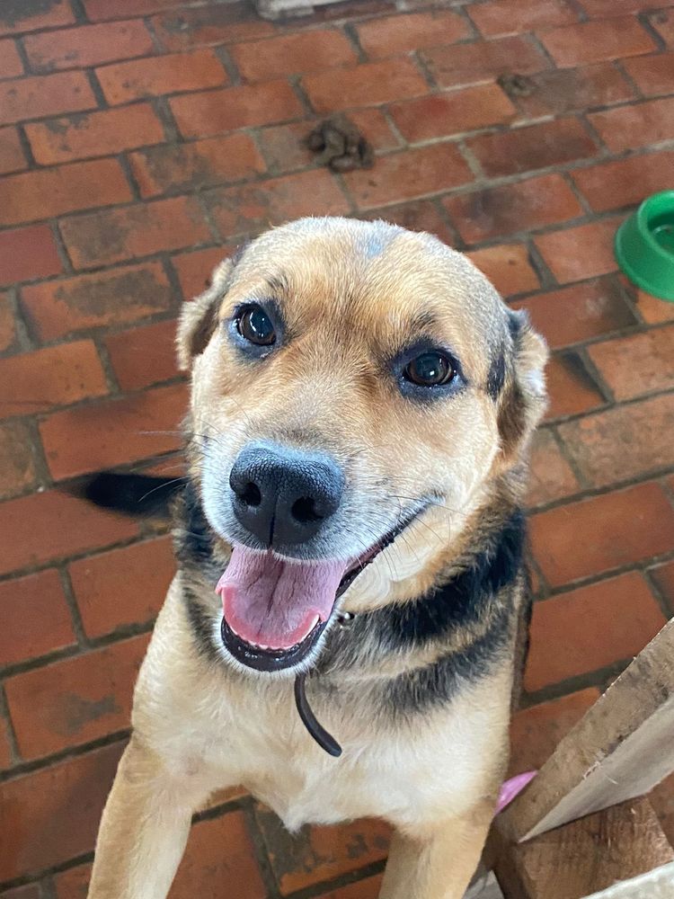 Cão
