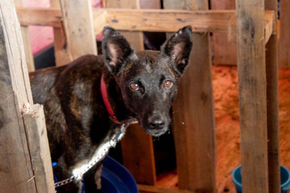 Cão