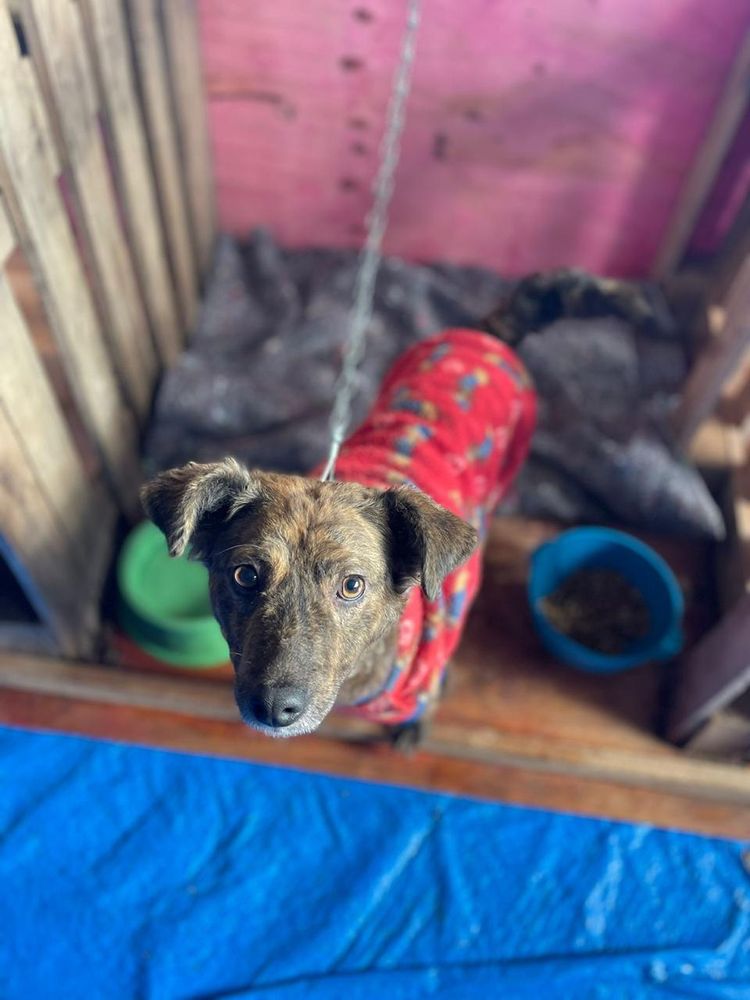 Cão
